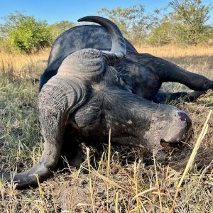 Buffalo Hunting Namibia