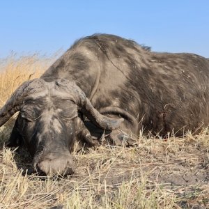 Buffalo Hunting Namibia