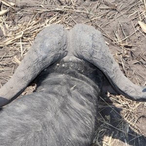 Buffalo Hunting Namibia