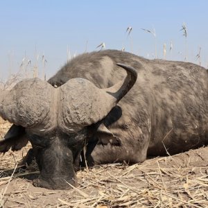 Buffalo Hunting Namibia