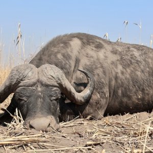 Buffalo Hunting Namibia