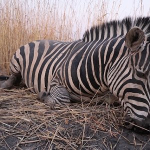 Zebra Hunting Namibia