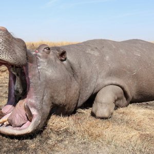 Hippo Hunting Namibia