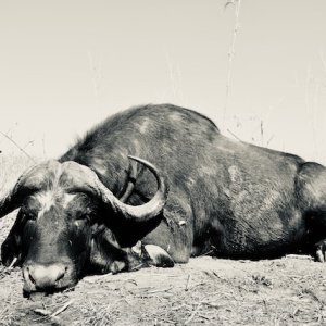 Buffalo Hunting Namibia