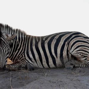 Zebra Hunting Namibia