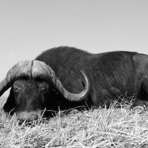 Buffalo Hunting Namibia