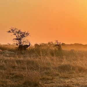 Elephant Herd Caprivi Namibia