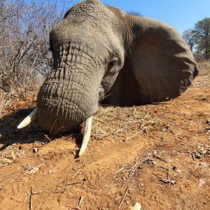 Elephant Hunt Zimbabwe