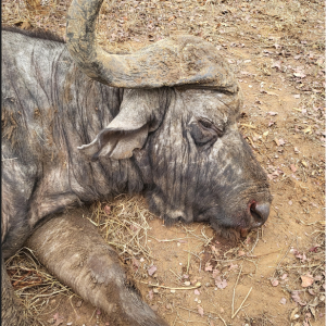 Buffalo Hunt Zimbabwe