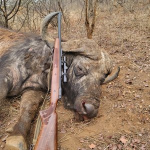 Buffalo Hunt Zimbabwe