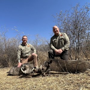 Warthog Hunting Namibia