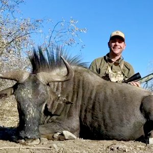 Blue Wildebeest Hunting Namibia