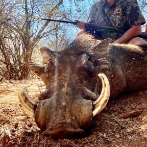 Warthog Hunting South Africa