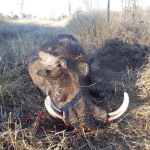 Warthog Hunting South Africa