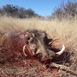 Warthog Hunting South Africa