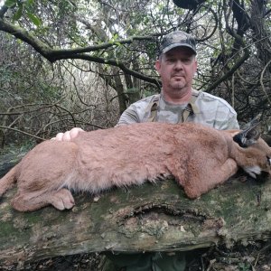 Caracal Hunt South Africa