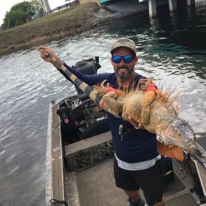 Iguana Hunting Florida