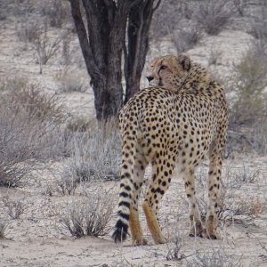 Cheetah Kgalagadi Gemsbok Park South Africa