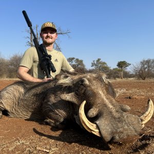 Warthog Hunting South Africa