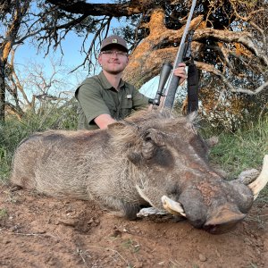 Warthog Hunting South Africa