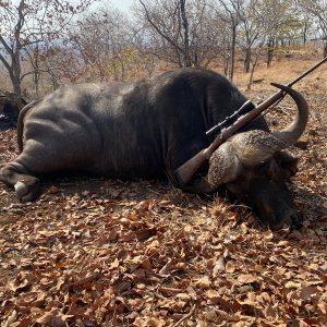 Buffalo Hunting