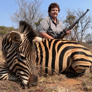 Zebra Hunt South Africa