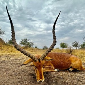 Impala Hunt Uganda