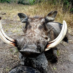 Warthog Hunt Uganda