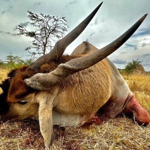 Eland Hunt Uganda