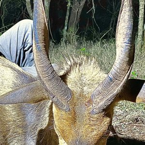 Bushbuck Hunt South Africa