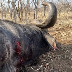 Buffalo Hunting Zimbabwe