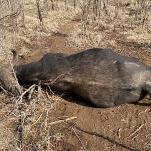 Buffalo Hunting Zimbabwe