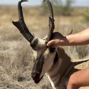 Pronghorn Hunt New Mexico