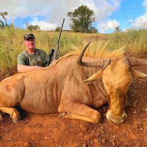 Golden Wildebeest Hunt South Africa