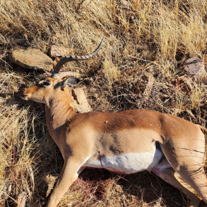 Impala Hunt Namibia