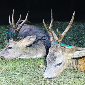 Roe Deer Hunt Romania