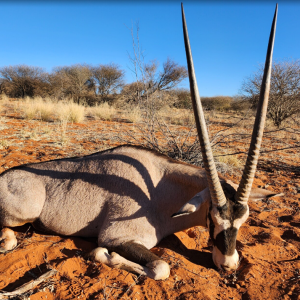 Gemsbok Hunt Namibia