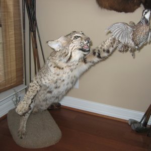 Bobcat Full Mount Taxidermy