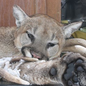 Mountain Lion Hunt