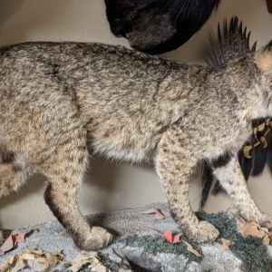 Bobcat Full Mount Taxidermy