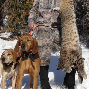 Hunting Rosetta Bobcat