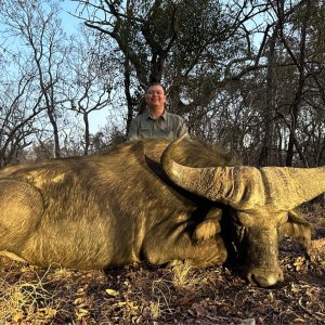 Buffalo Hunt Limpopo South Africa