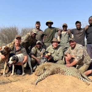 Leopard Hunt With Hounds Botswana