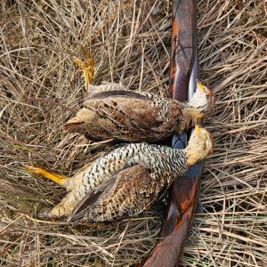 Upland bird shooting South Africa