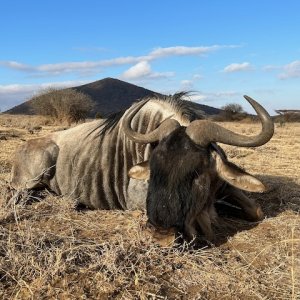 Eastern White Bearded Wildebeest Hunt Tanzania