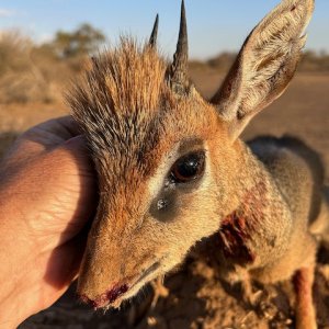 Dik-Dik Hunt Tanzania