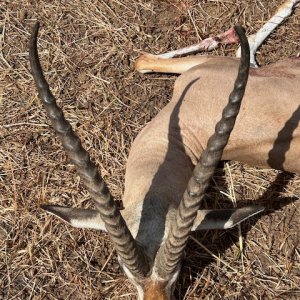 Grant's Gazelle Hunt Tanzania