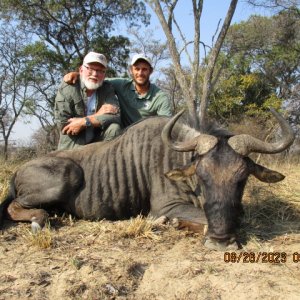 Blue Wildebeest Hunt Limpopo South Africa