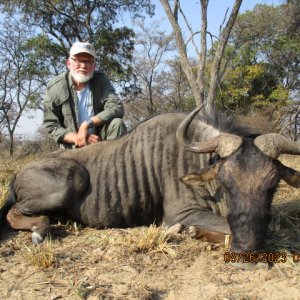 Blue Wildebeest Hunt Limpopo South Africa