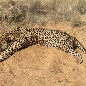 Leopard Hunt Botswana